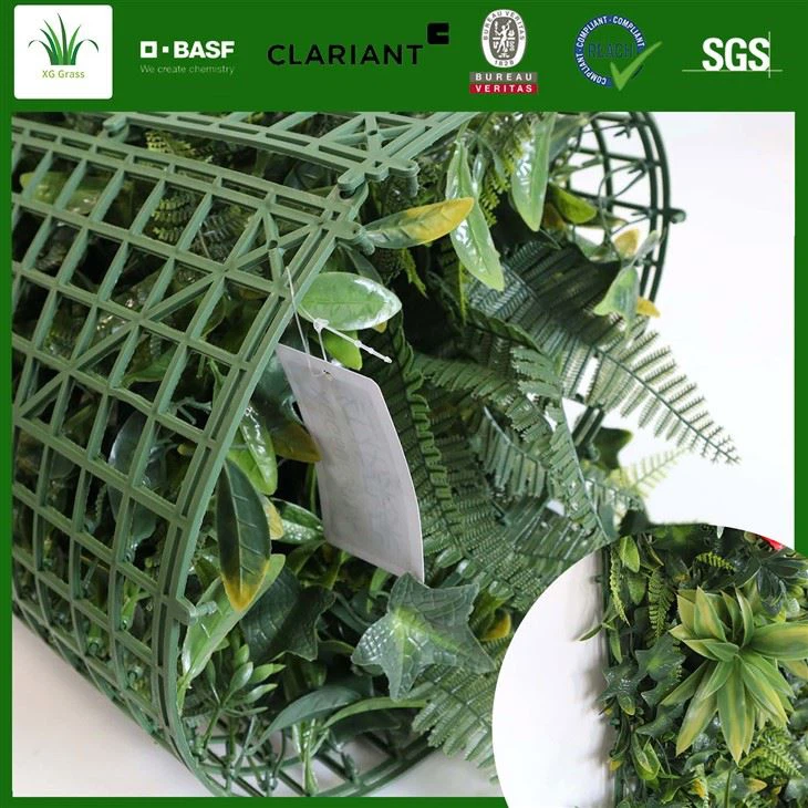 Inomhus vinstockar växter vägg